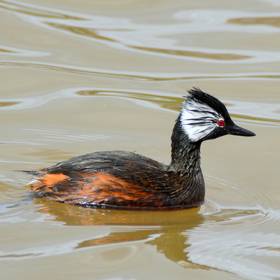 White-Tuffled Grebe